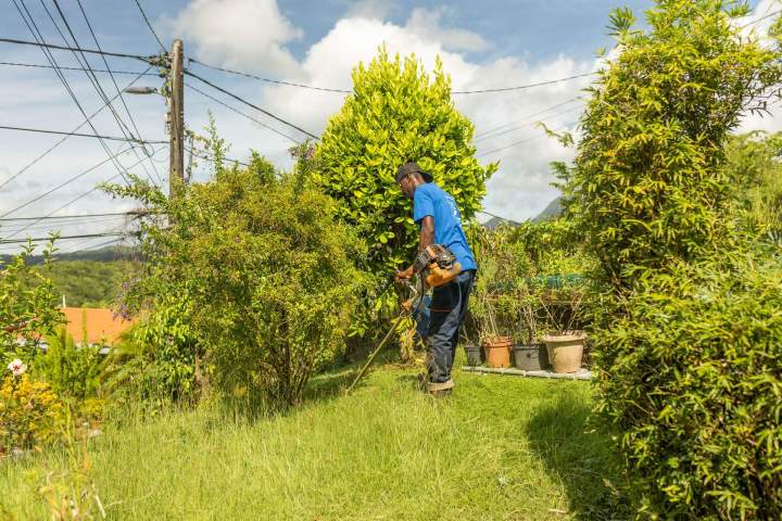 Plantation de jardins Martinique