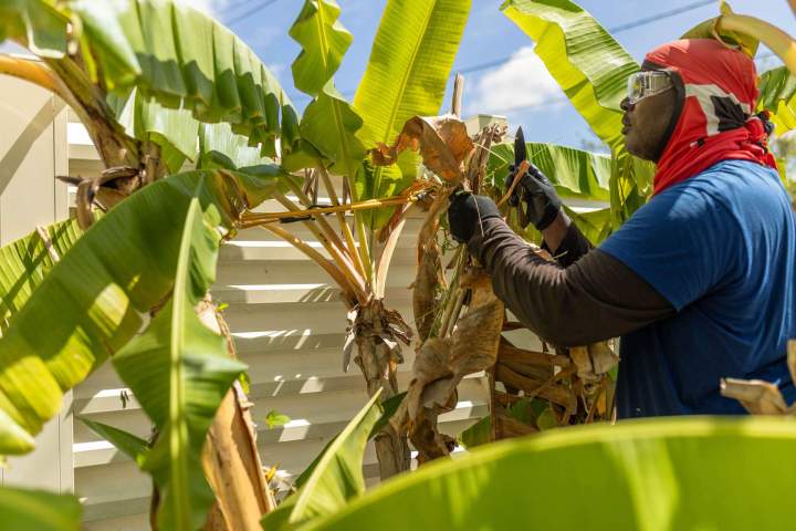 Plantation de jardins Martinique