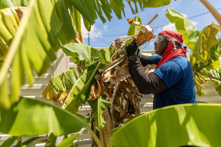 Plantation de jardins Martinique
