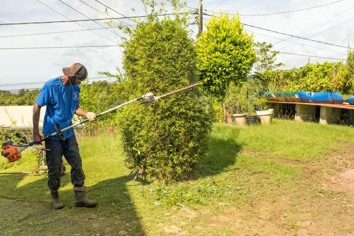 Plantation de jardins Martinique