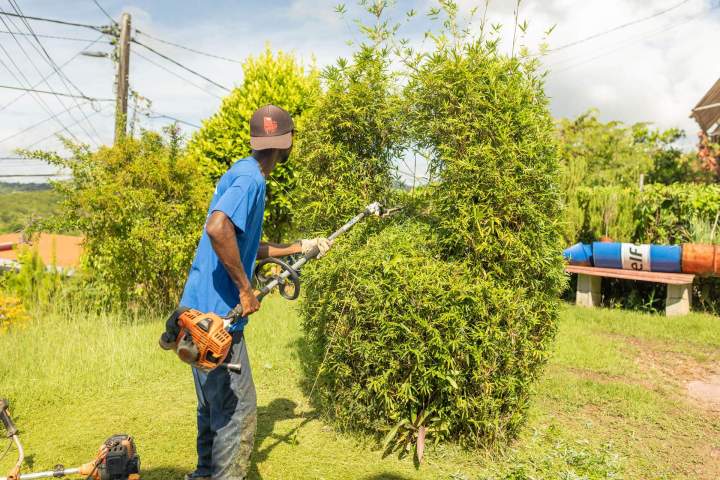 Plantation de jardins Martinique