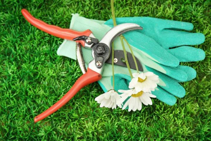 Entretien de jardin, taille, tonte, élagage