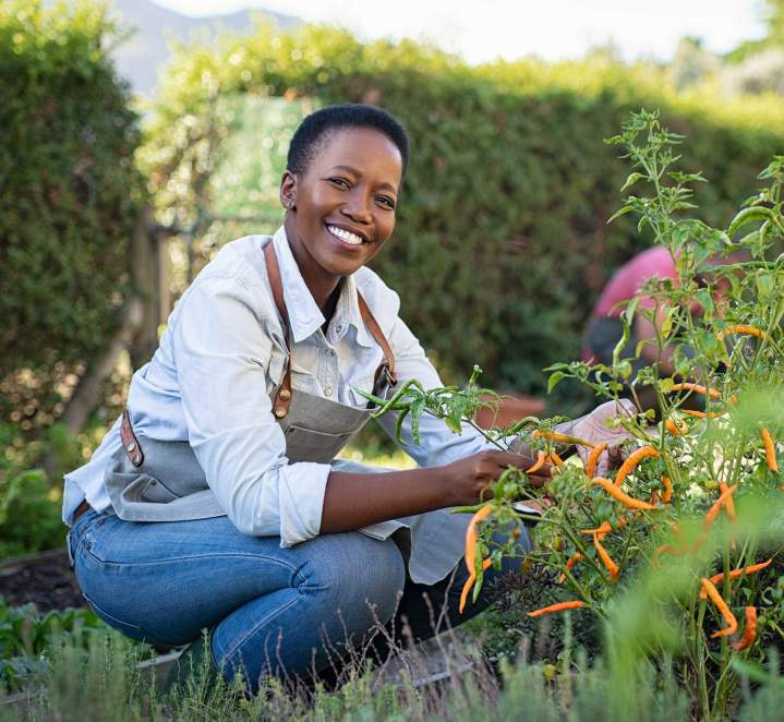 Plantation de jardins Martinique