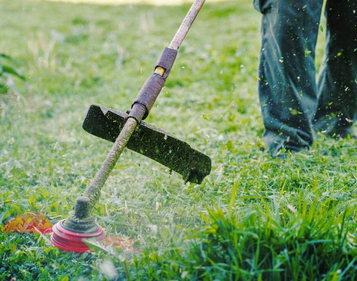 Taille de gazon Martinique
